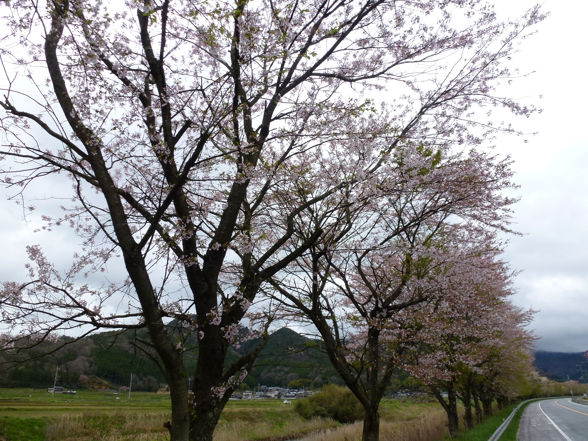 P1040340.JPG