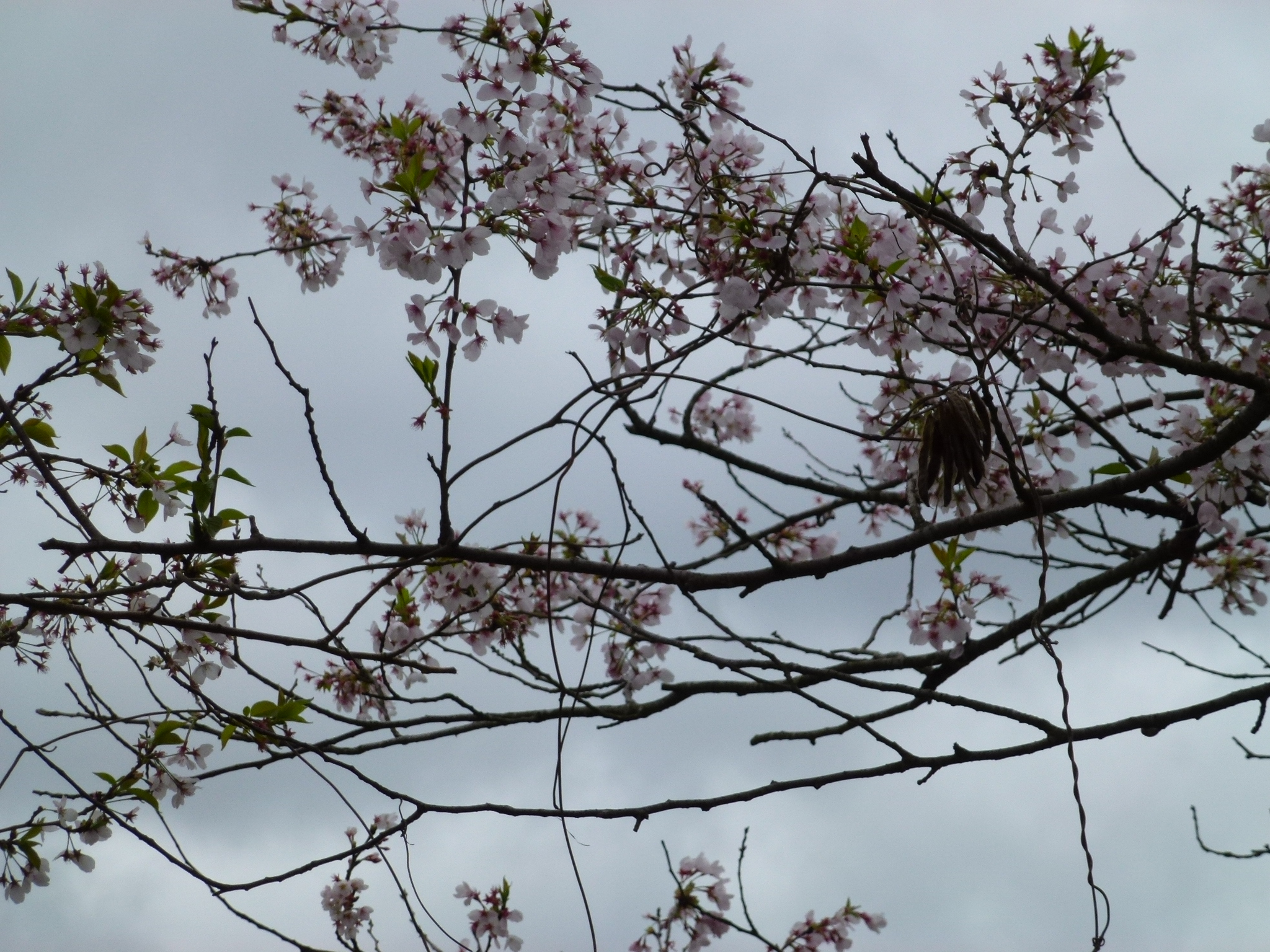 P1040341.JPG