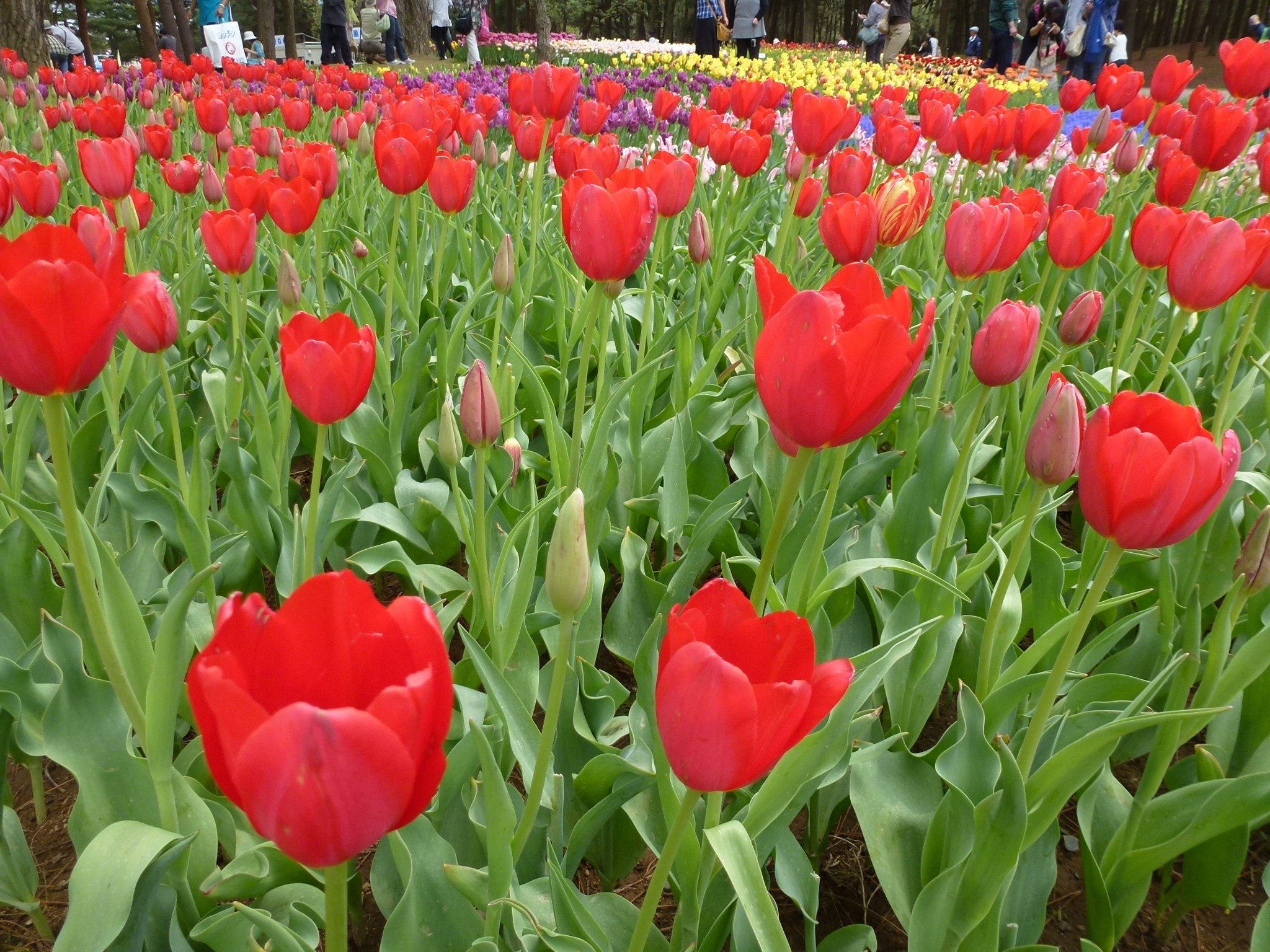 P1040553.JPG