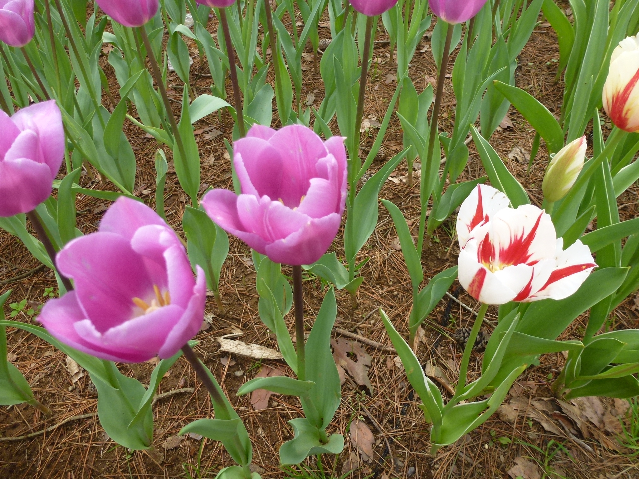 P1040563.JPG