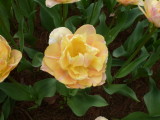 img0043.jpg