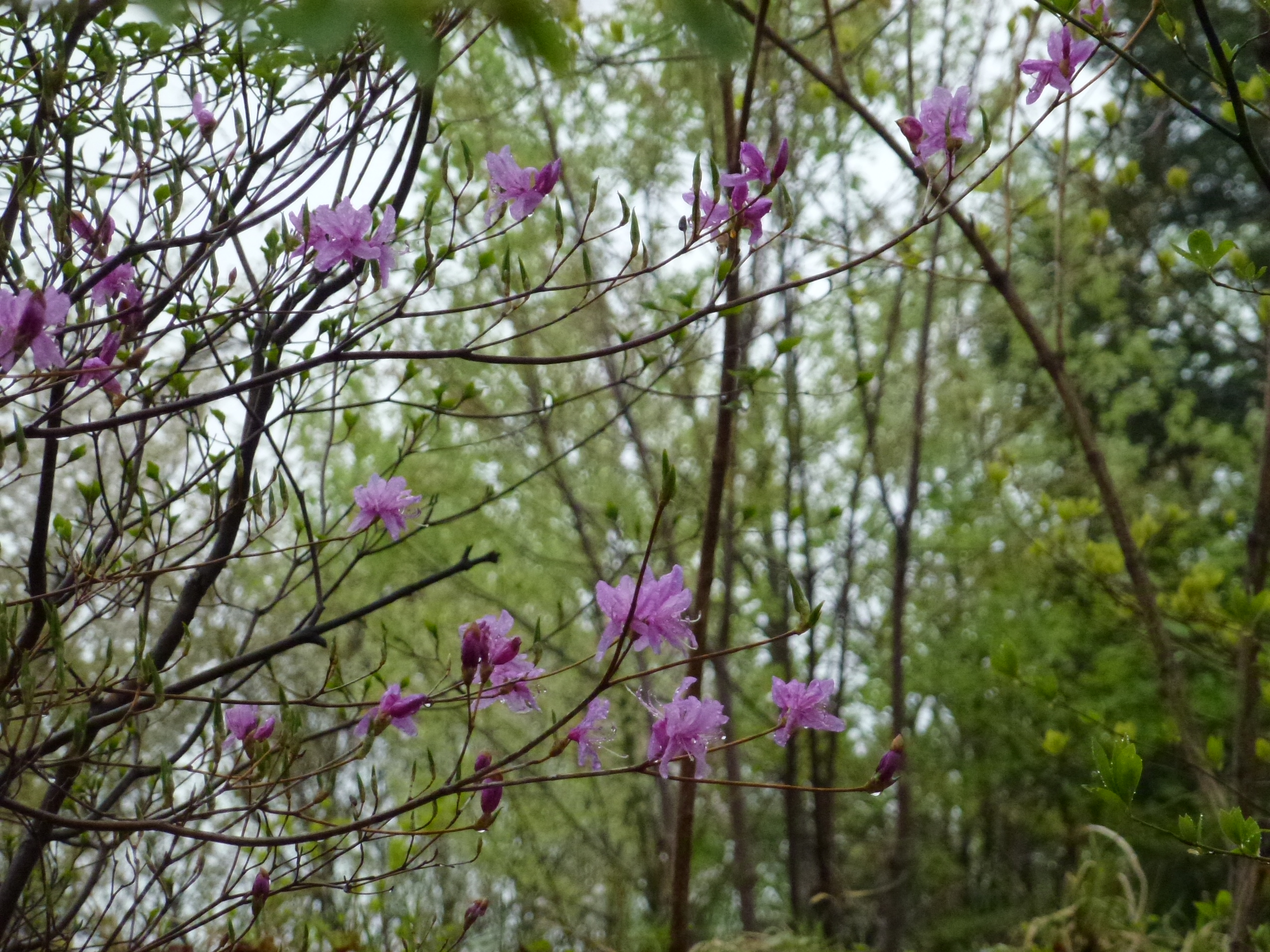 P1040783.JPG