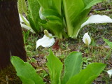 img0045.jpg