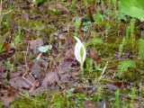 img0046.jpg