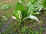 img0054.jpg