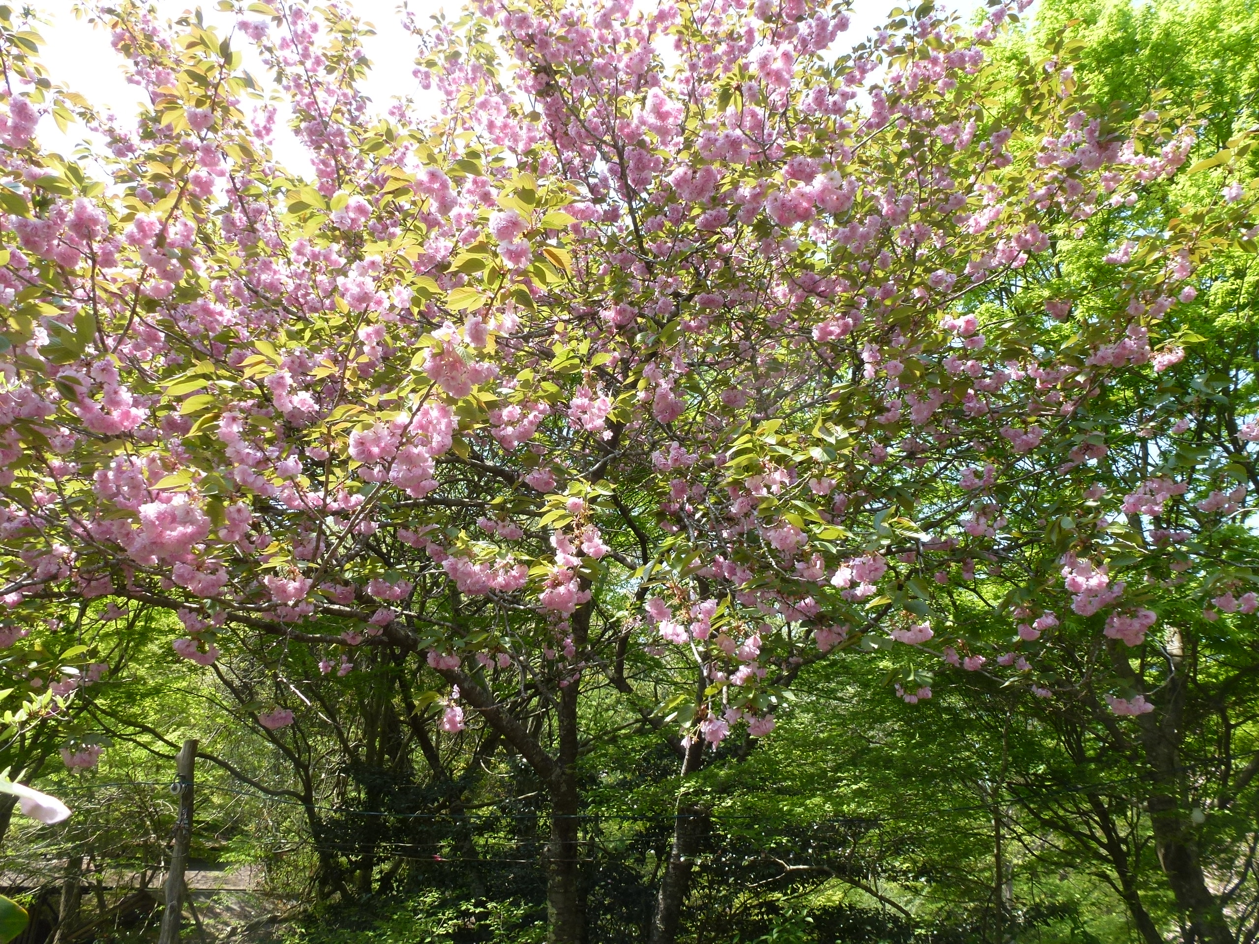 P1040844.JPG