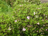 img0002.jpg