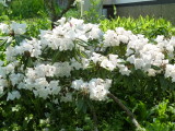 img0008.jpg