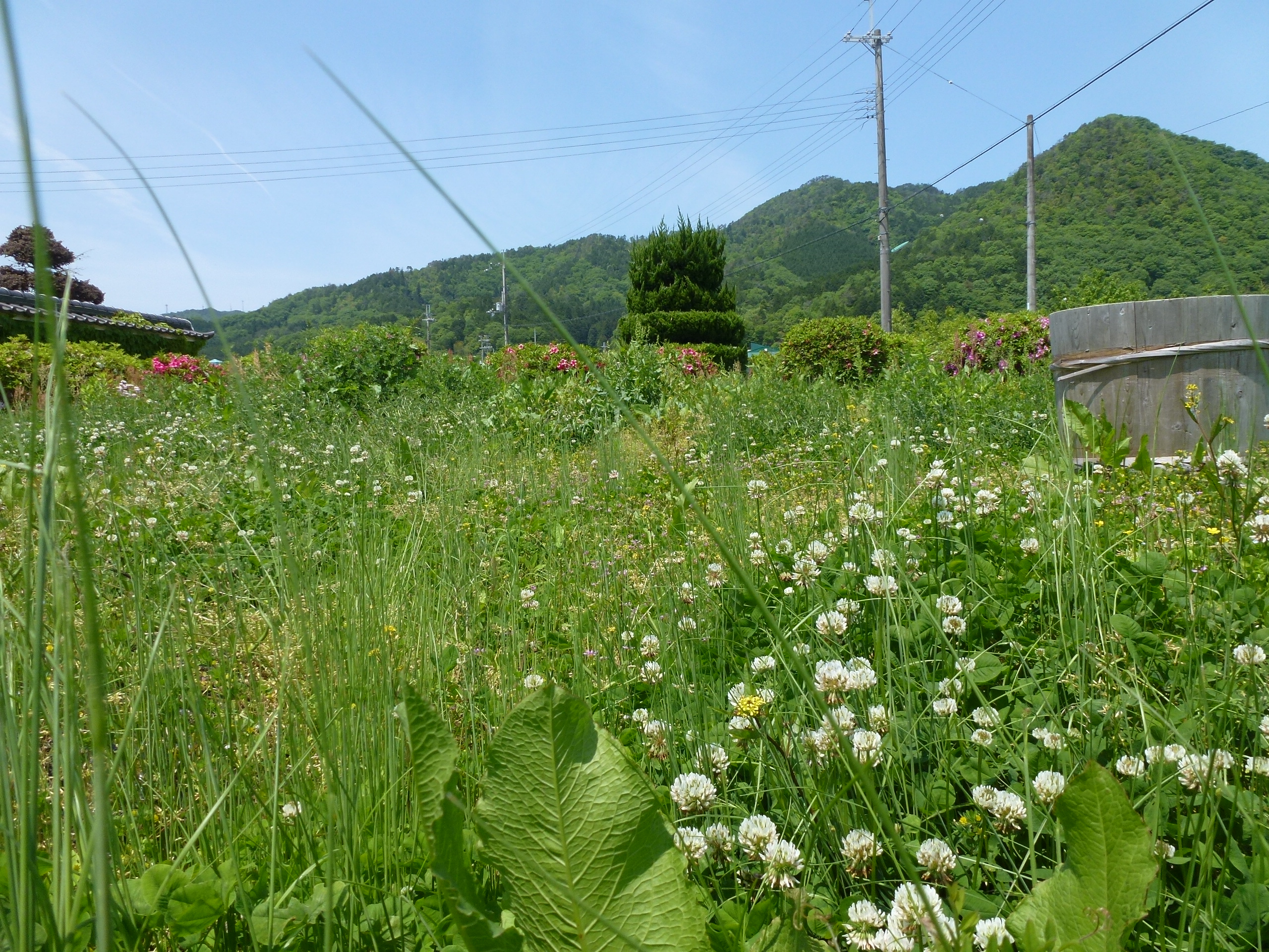 P1050106.JPG