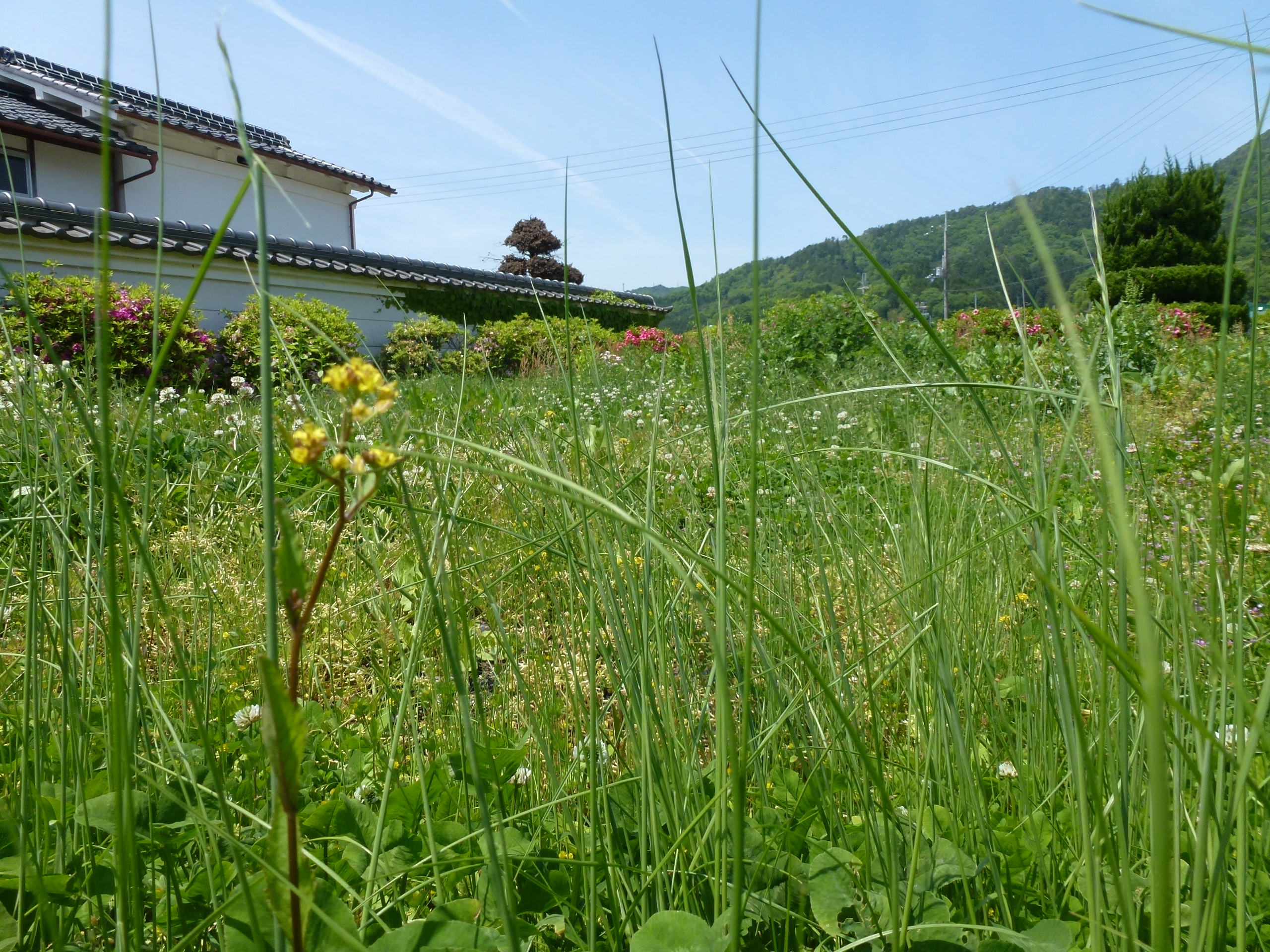 P1050107.JPG