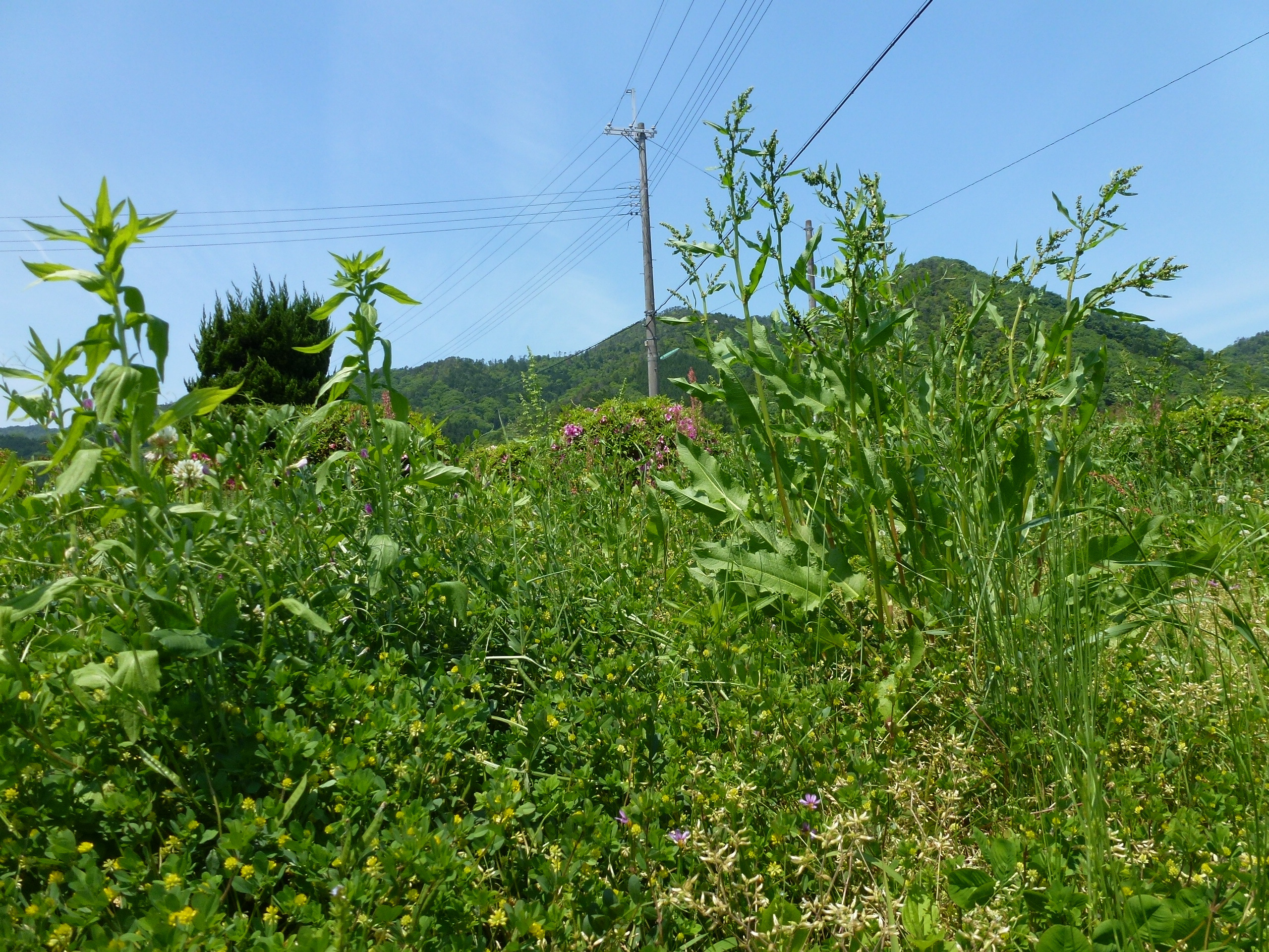 P1050110.JPG