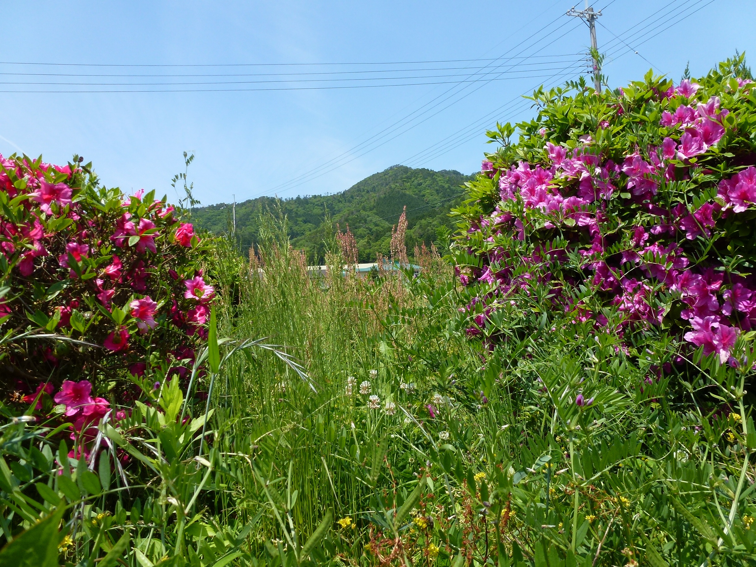 P1050113.JPG