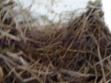 img0009.jpg