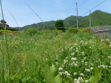 img0016.jpg