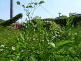 img0019.jpg