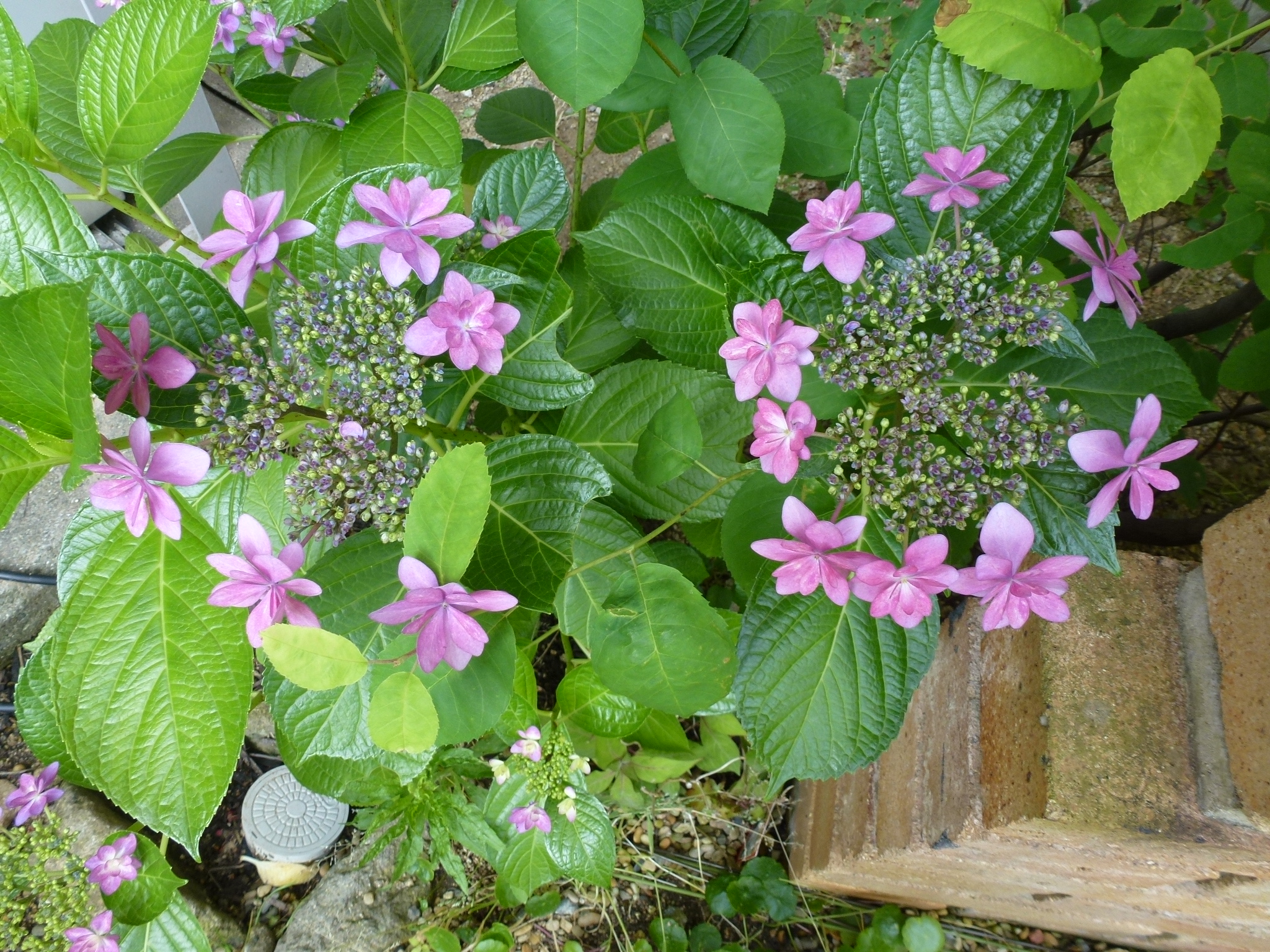 P1050400.JPG