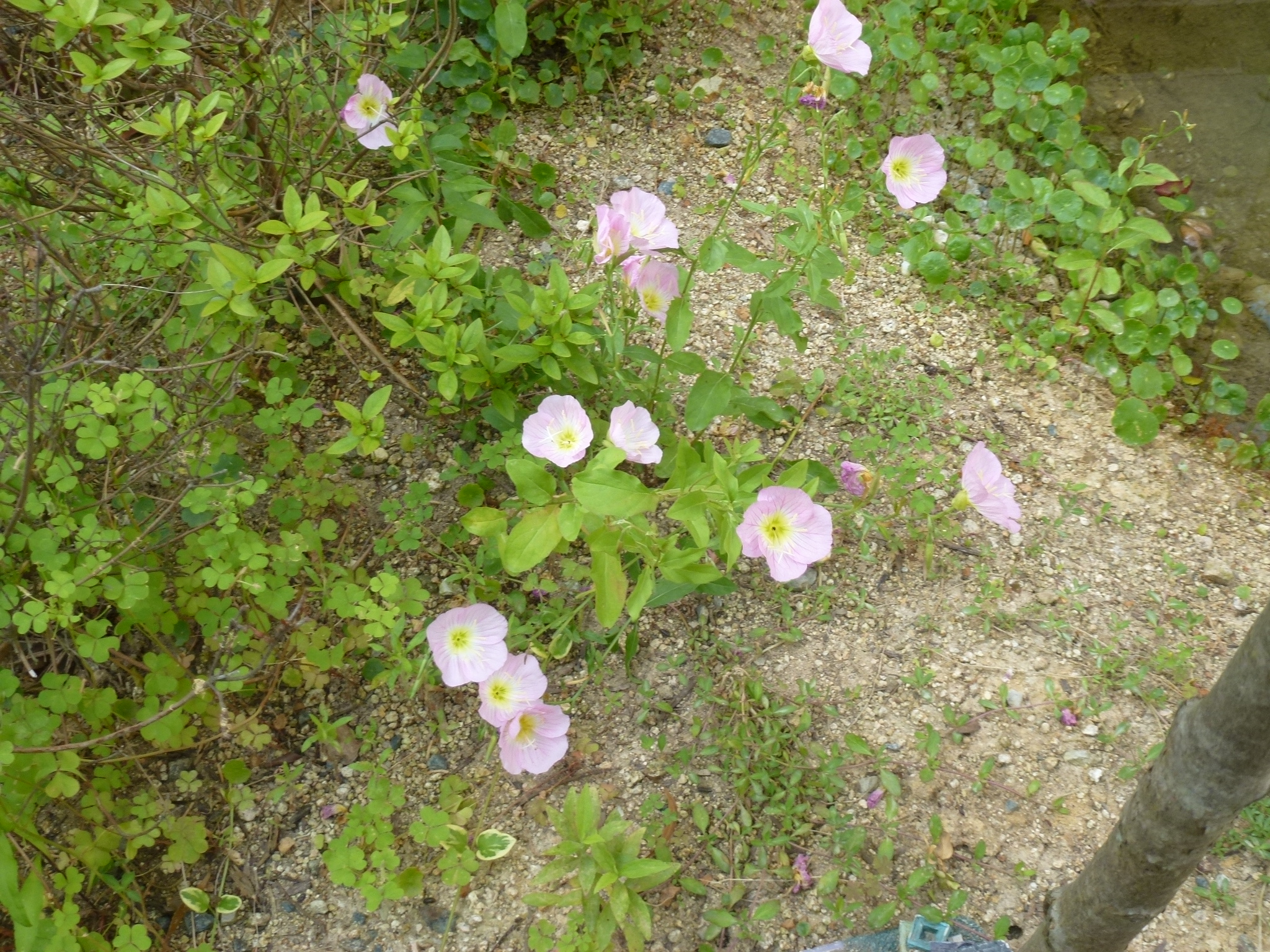 P1050402.JPG