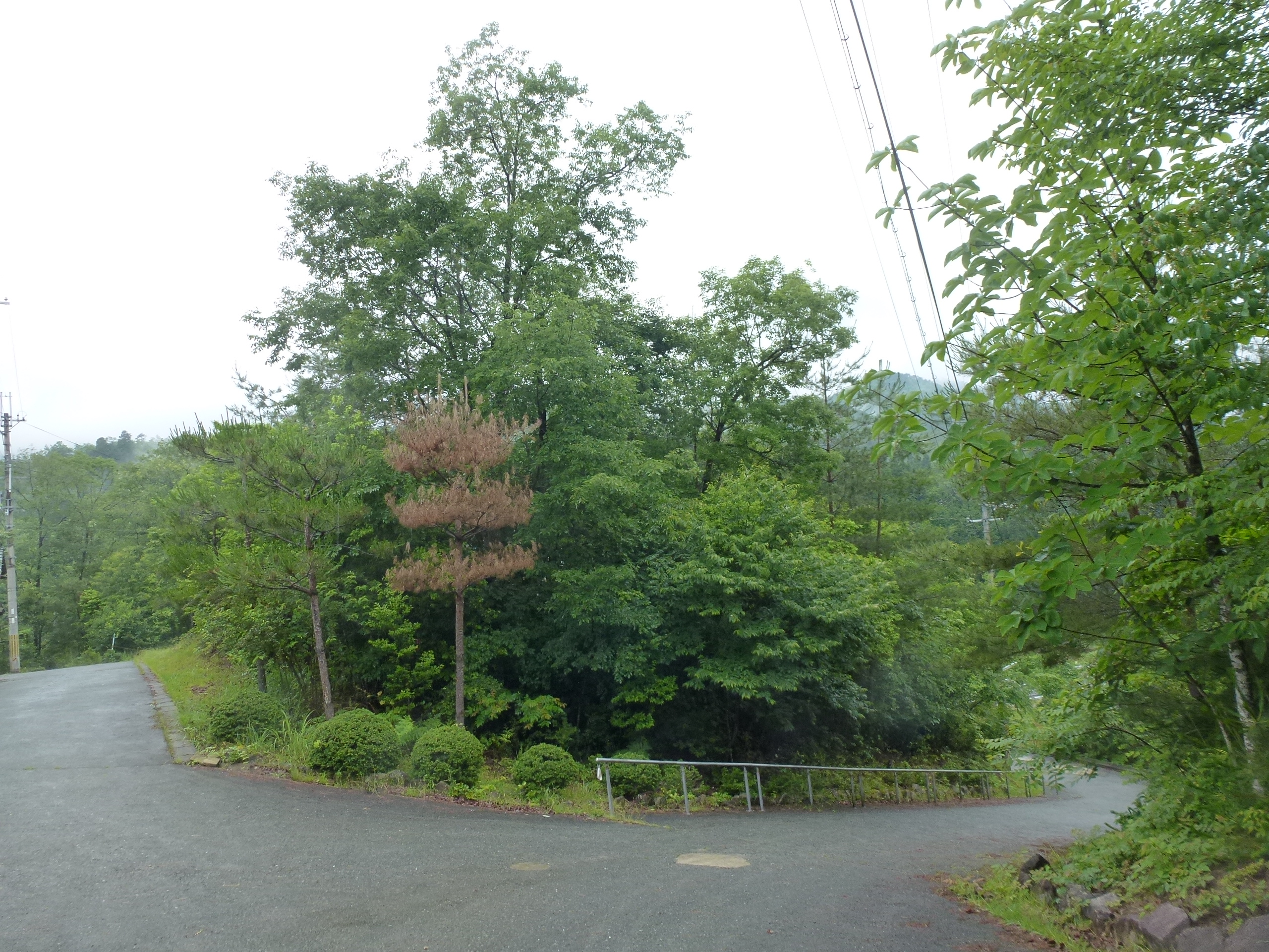 P1050476.JPG