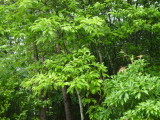 img0003.jpg
