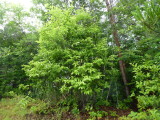 img0004.jpg