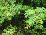img0005.jpg