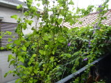 img0016.jpg
