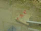 img0003.jpg