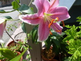 img0001.jpg