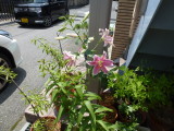 img0005.jpg