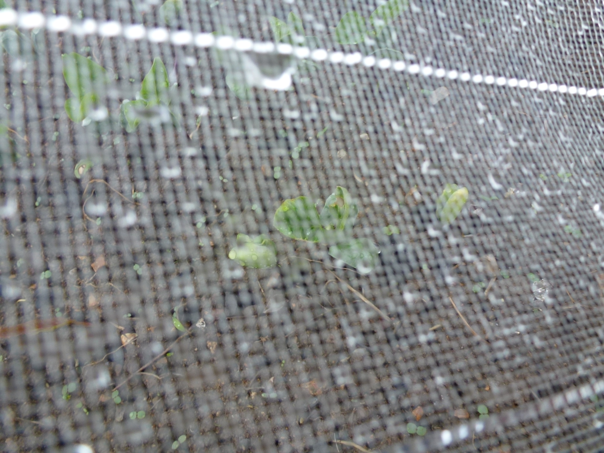 P1050646.JPG