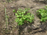 img0003.jpg