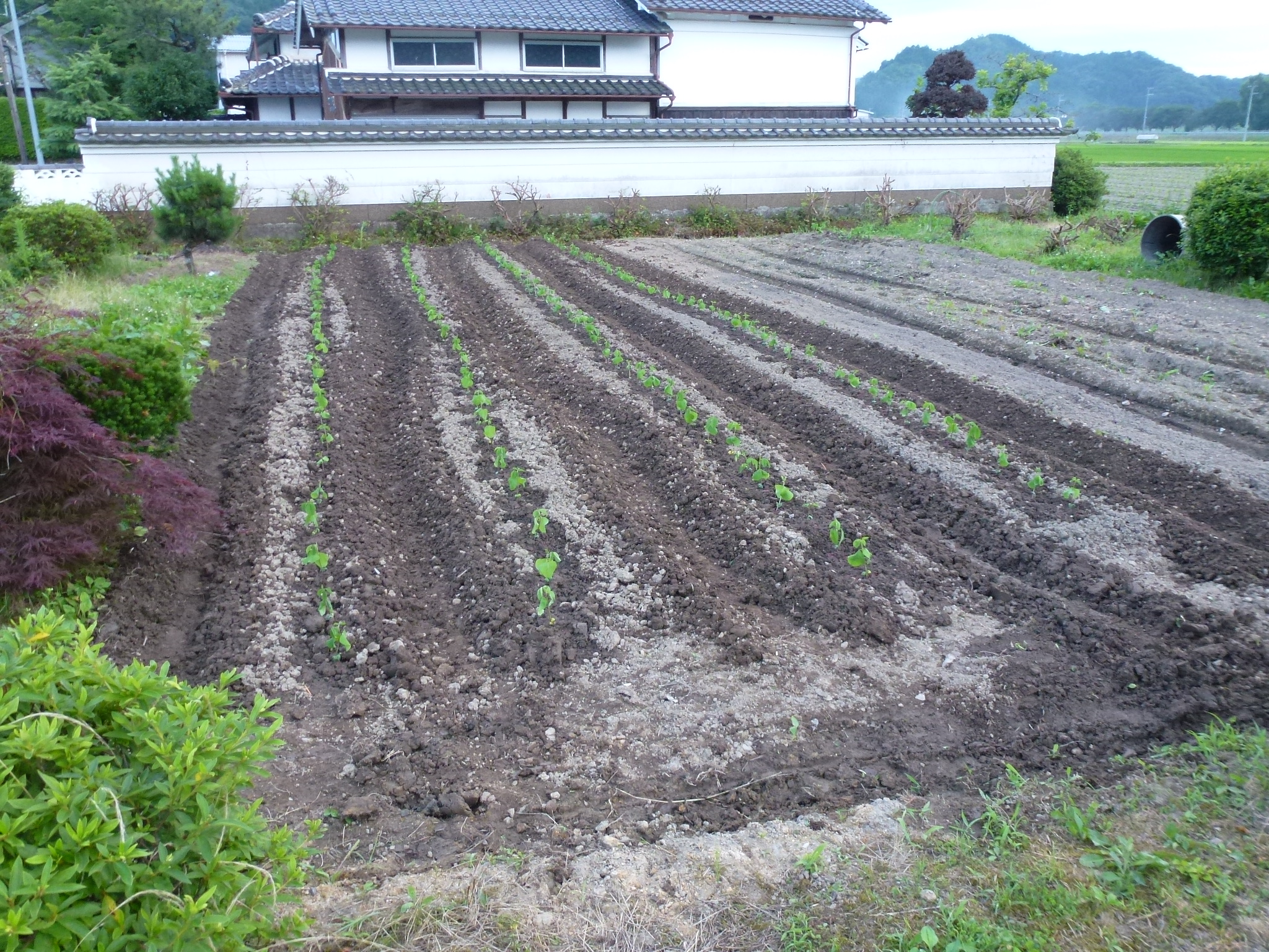 P1050688.JPG
