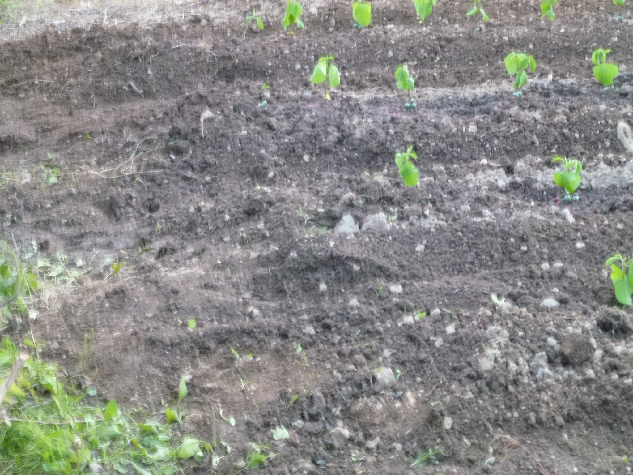 P1050699.JPG