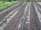 img0006.jpg