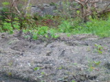 img0007.jpg