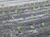 img0009.jpg