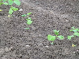 img0010.jpg