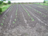img0011.jpg