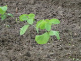 img0007.jpg
