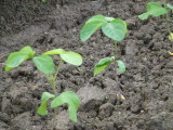 img0008.jpg
