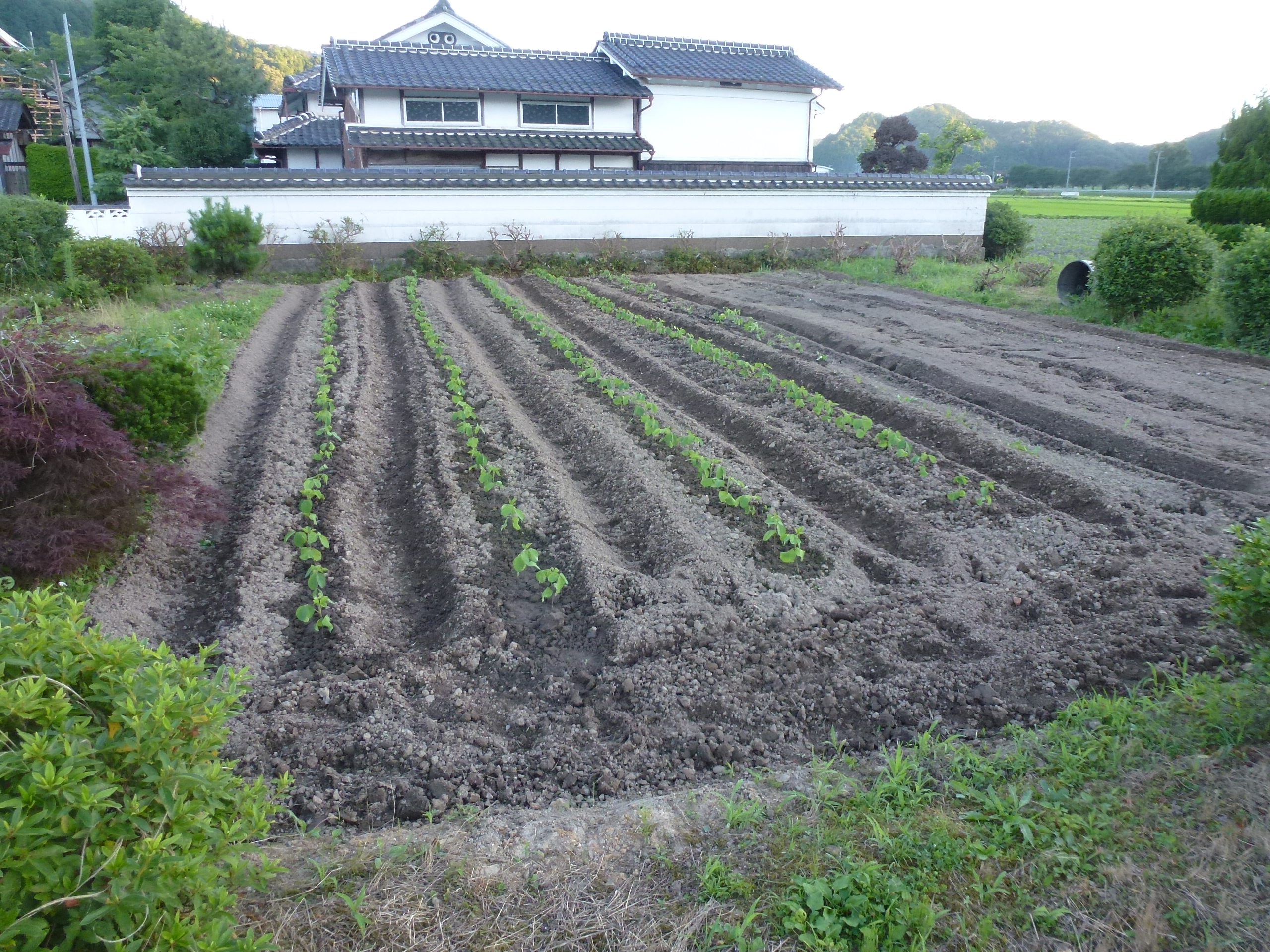P1050774.JPG