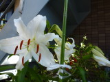 img0001.jpg