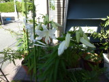 img0002.jpg