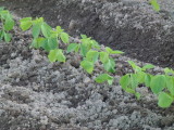 img0016.jpg