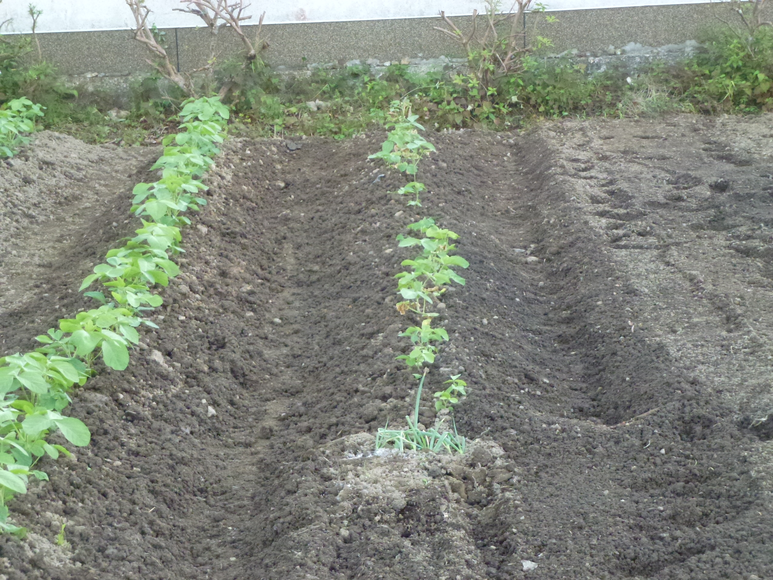 P1050787.JPG