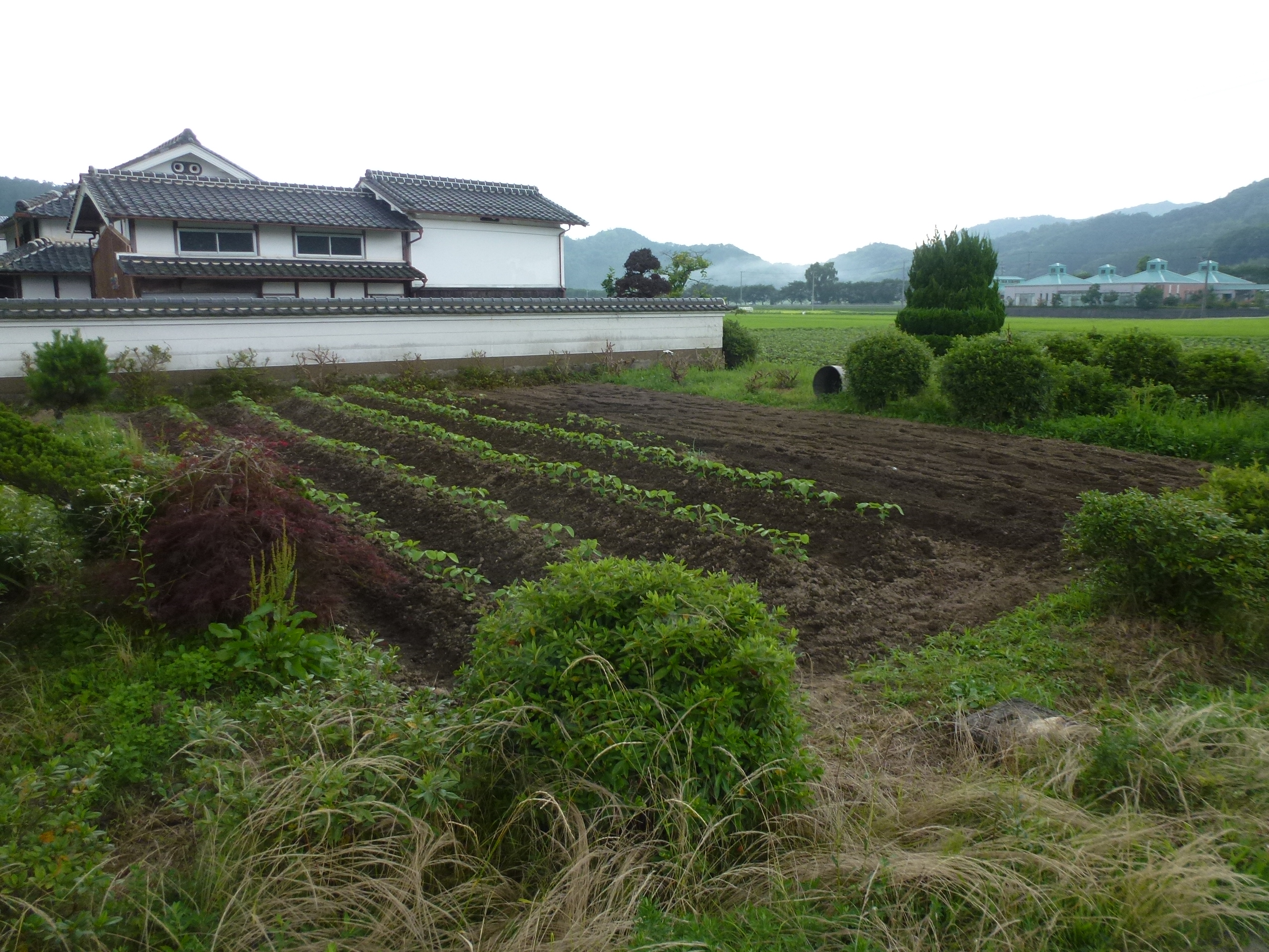 P1050794.JPG