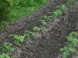 img0005.jpg