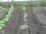 img0008.jpg