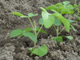 img0011.jpg