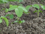 img0013.jpg
